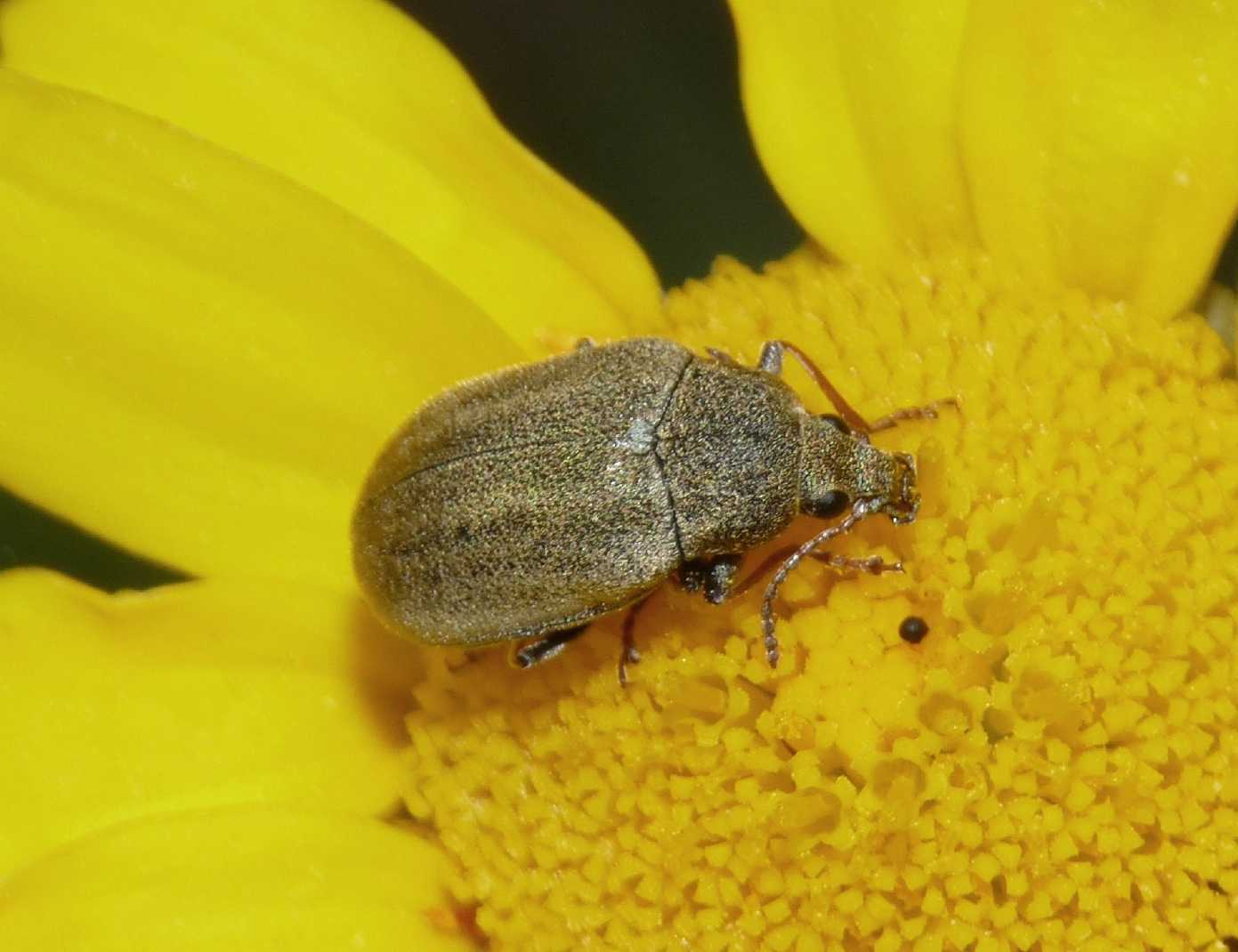 Mycterus sp.